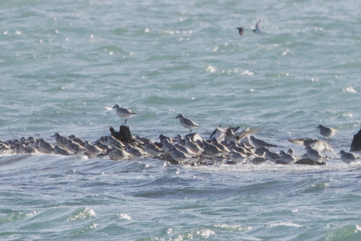 Black-bellied Plover - ML645398982