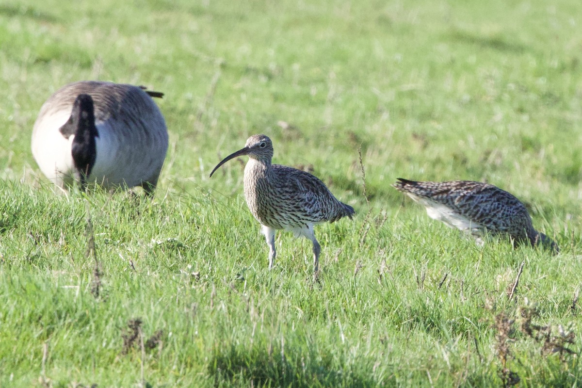 Eurasian Curlew - ML645398991