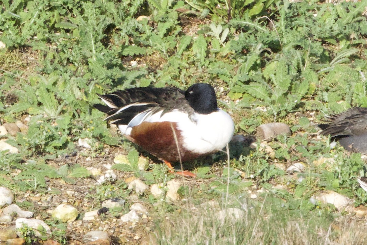 Northern Shoveler - ML645398999