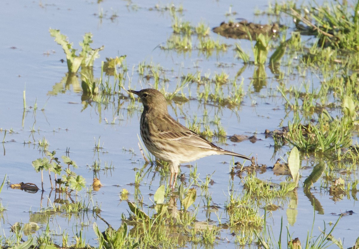 Water Pipit - ML645399013
