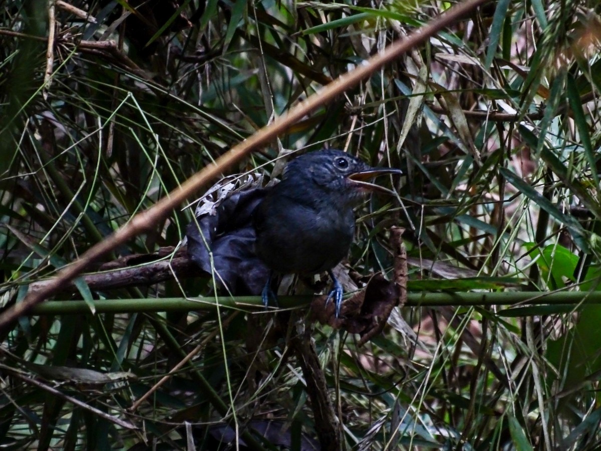 Grisin sombre - ML645399017