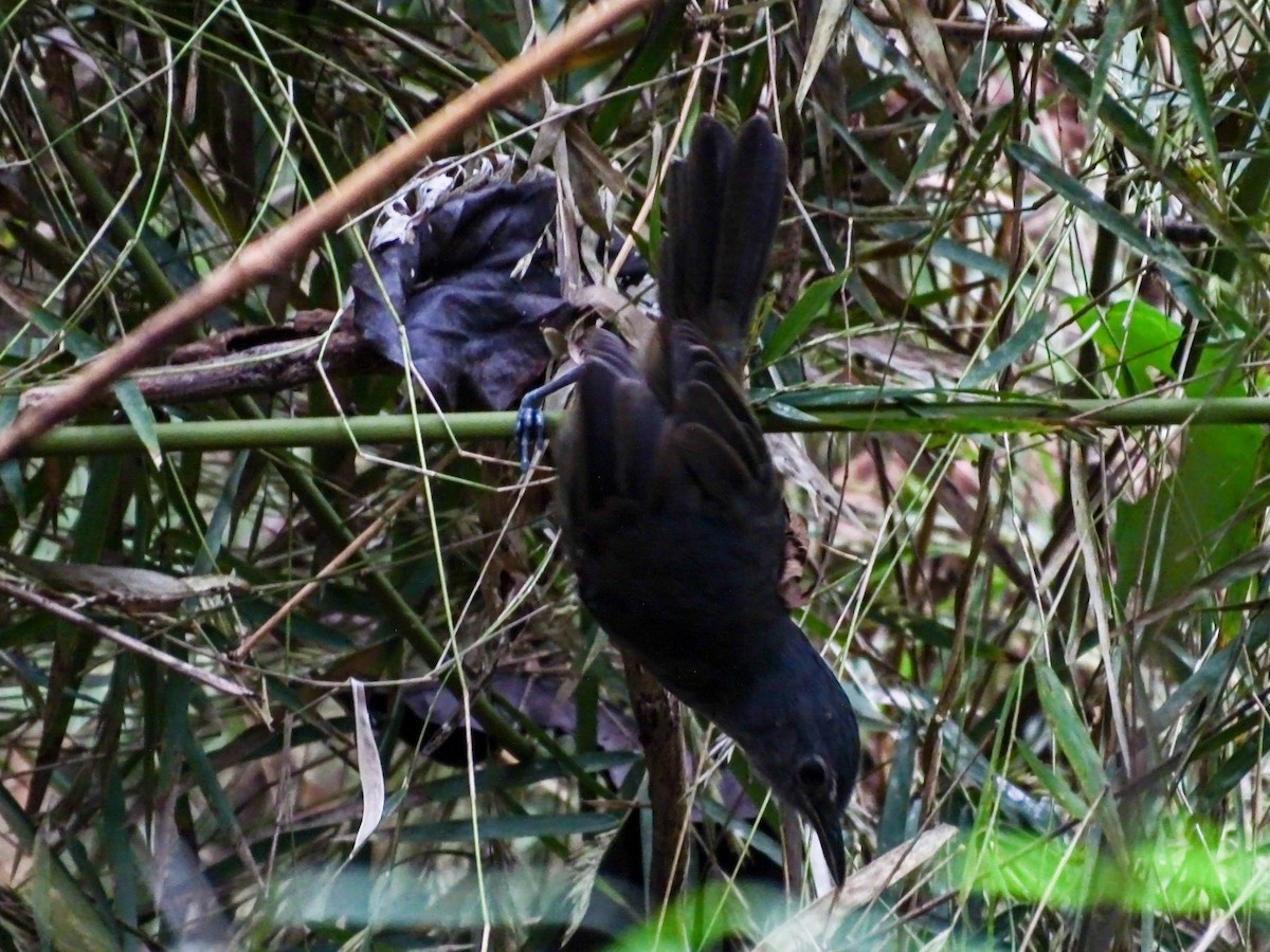 Grisin sombre - ML645399018