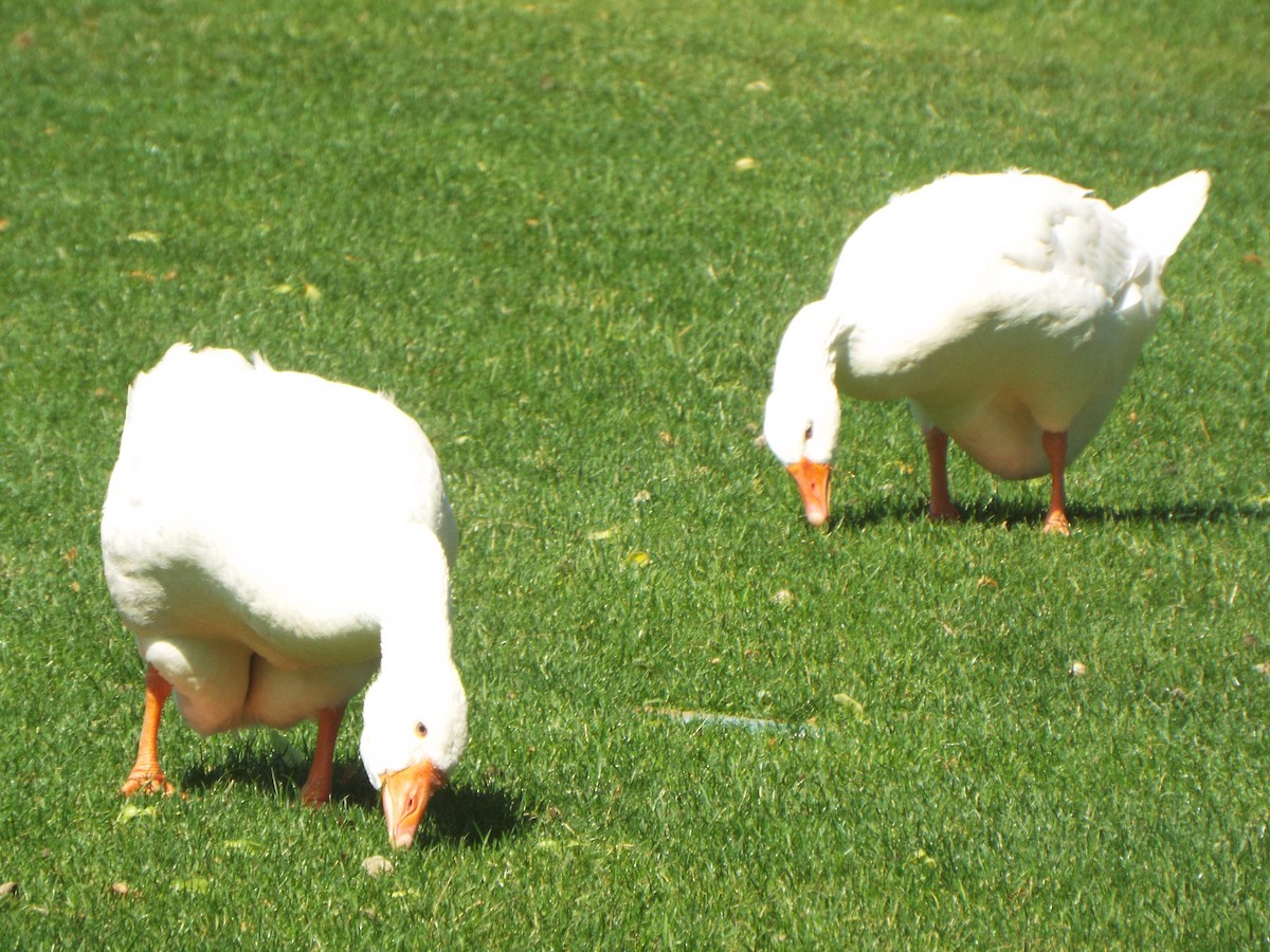 Oie cendrée (forme domestique) - ML645399021