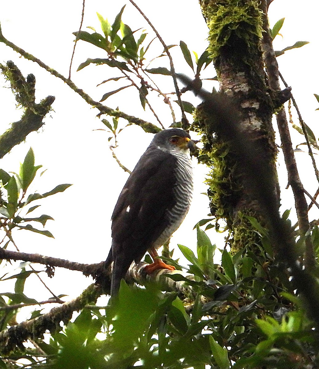 Tiny Hawk - ML645399035