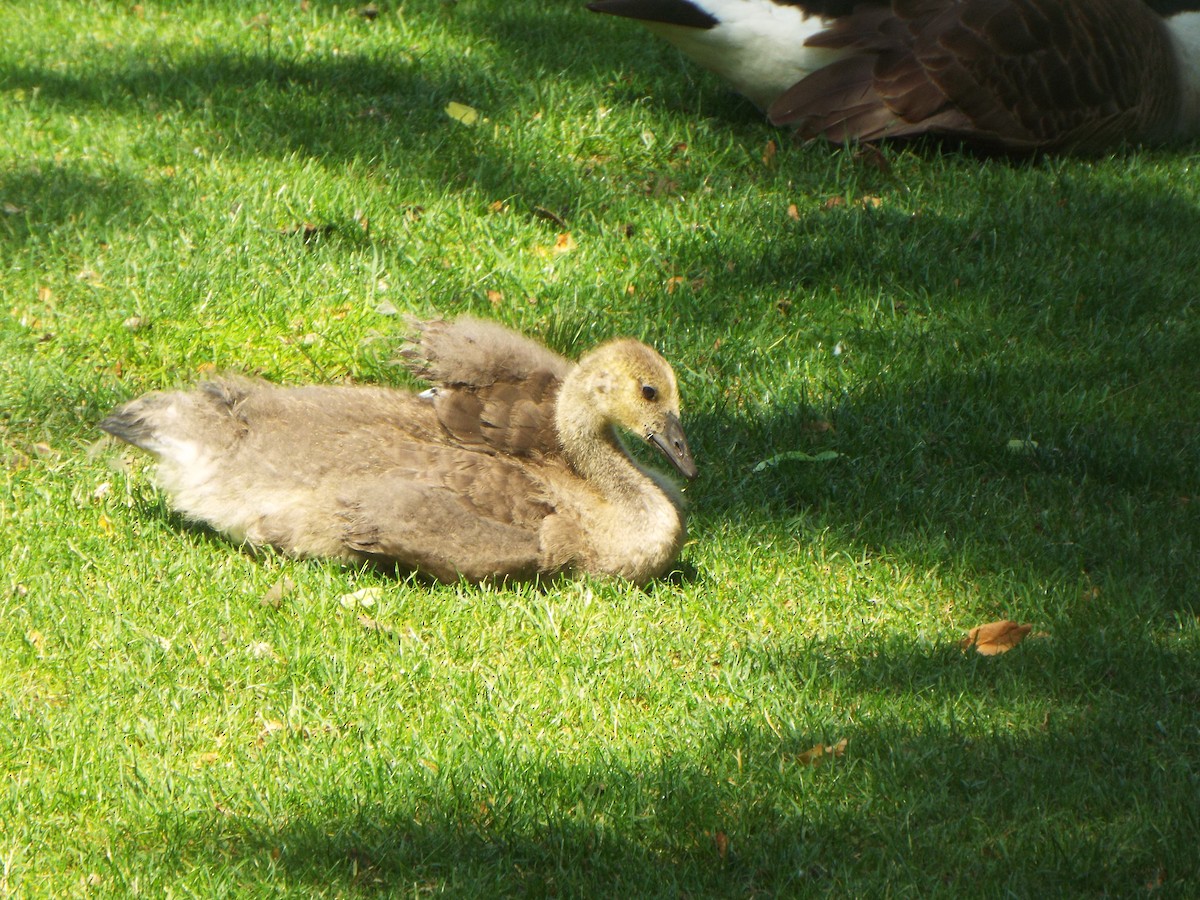 Канадская казарка - ML645399036