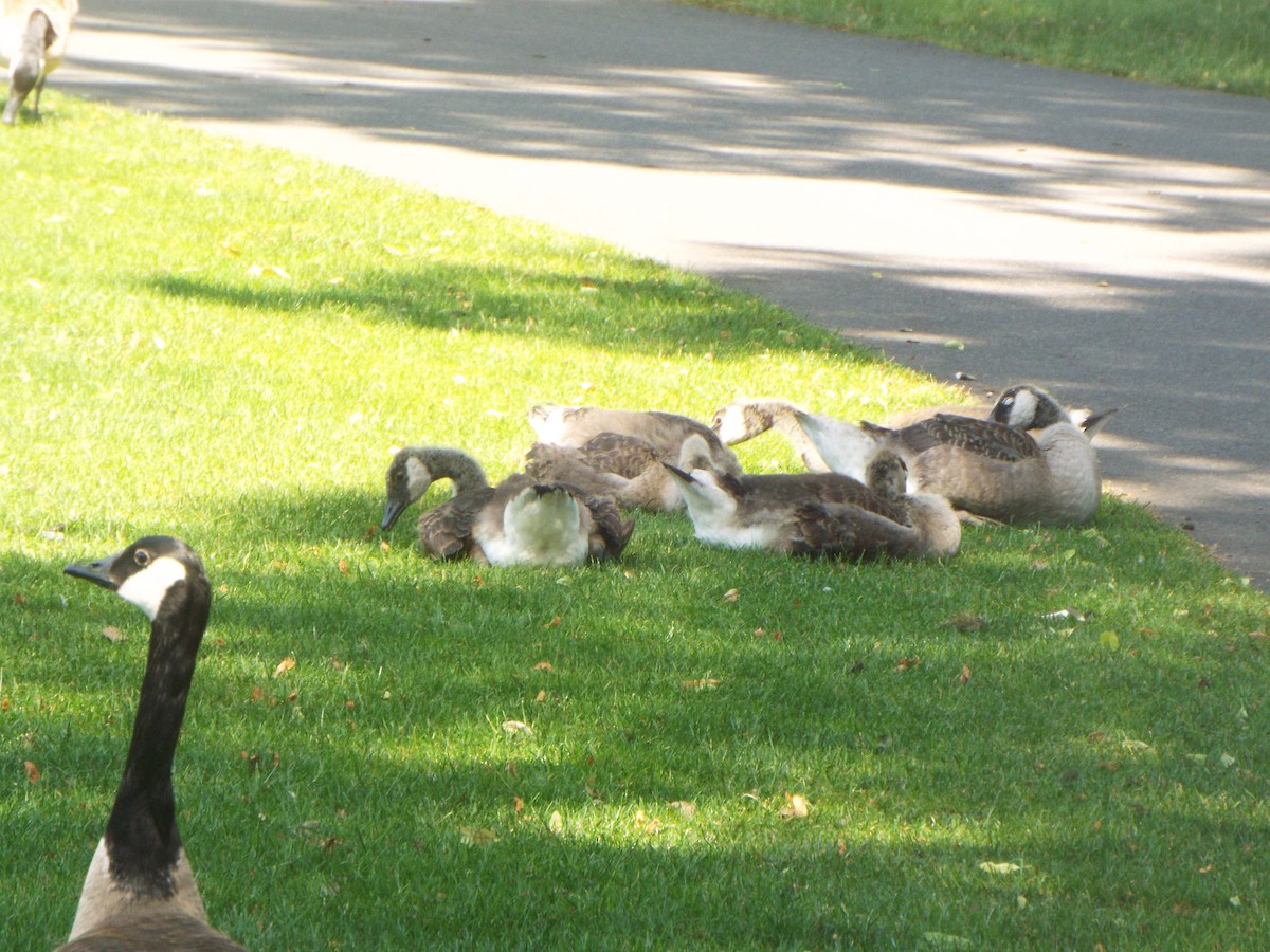 Канадская казарка - ML645399037