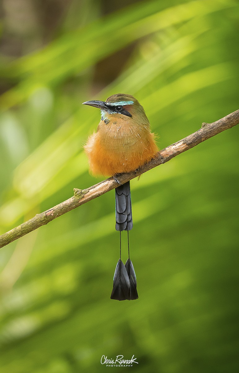 Момот рудочеревий - ML645399038