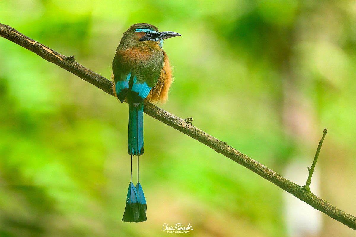 Момот рудочеревий - ML645399039