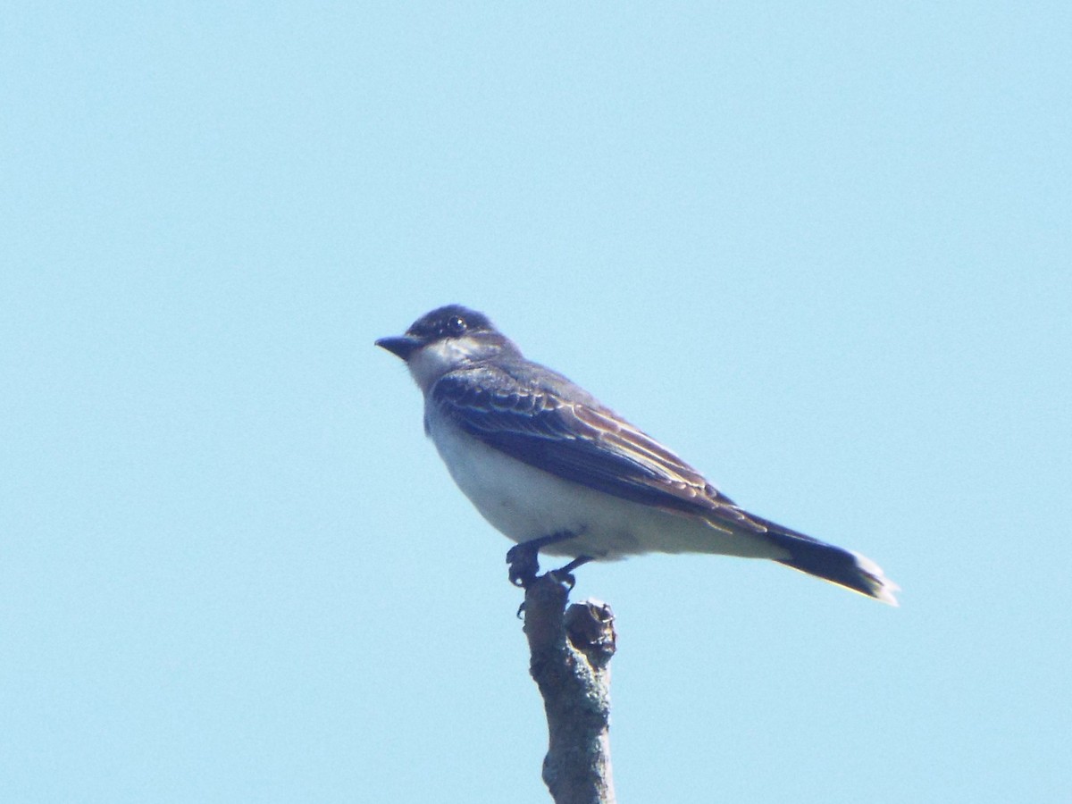 Tirano Oriental - ML645399049