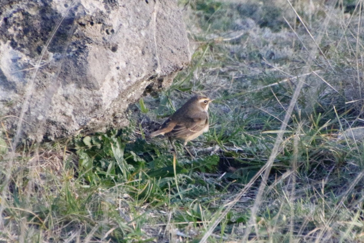 Bluethroat - ML645399052