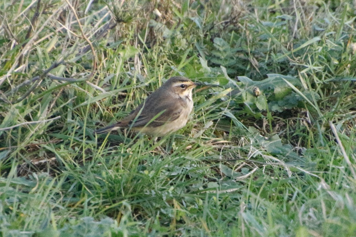Bluethroat - ML645399053