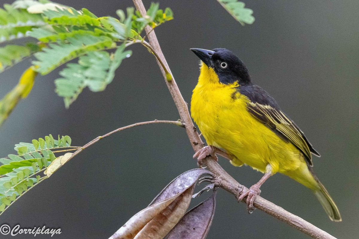 Tejedor Baglafecht - ML645399055