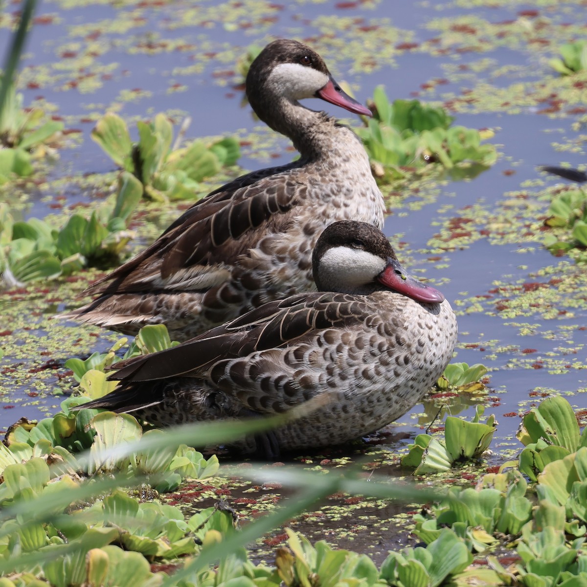 Ánade Piquirrojo - ML645399056