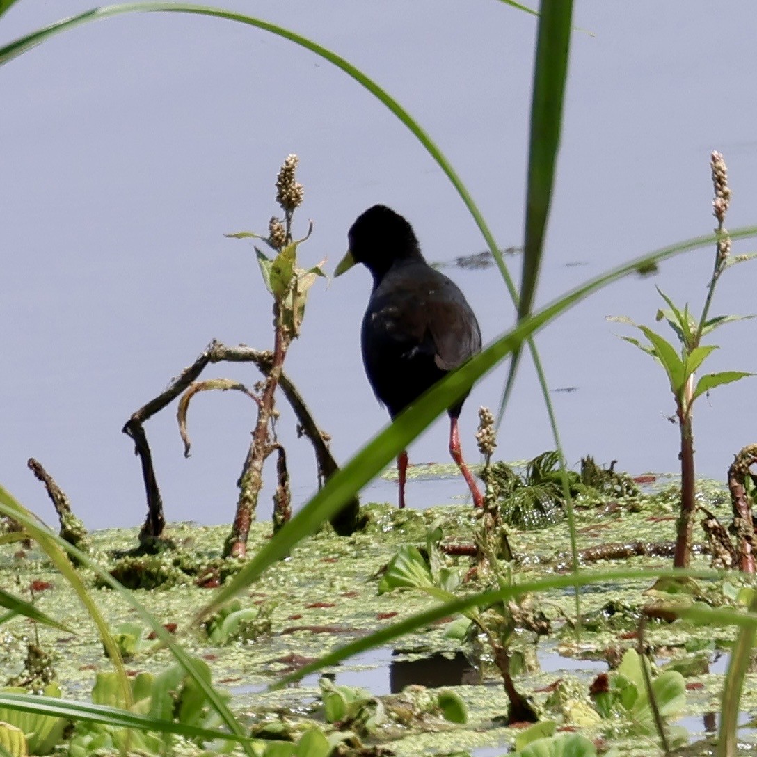 アフリカクロクイナ - ML645399061