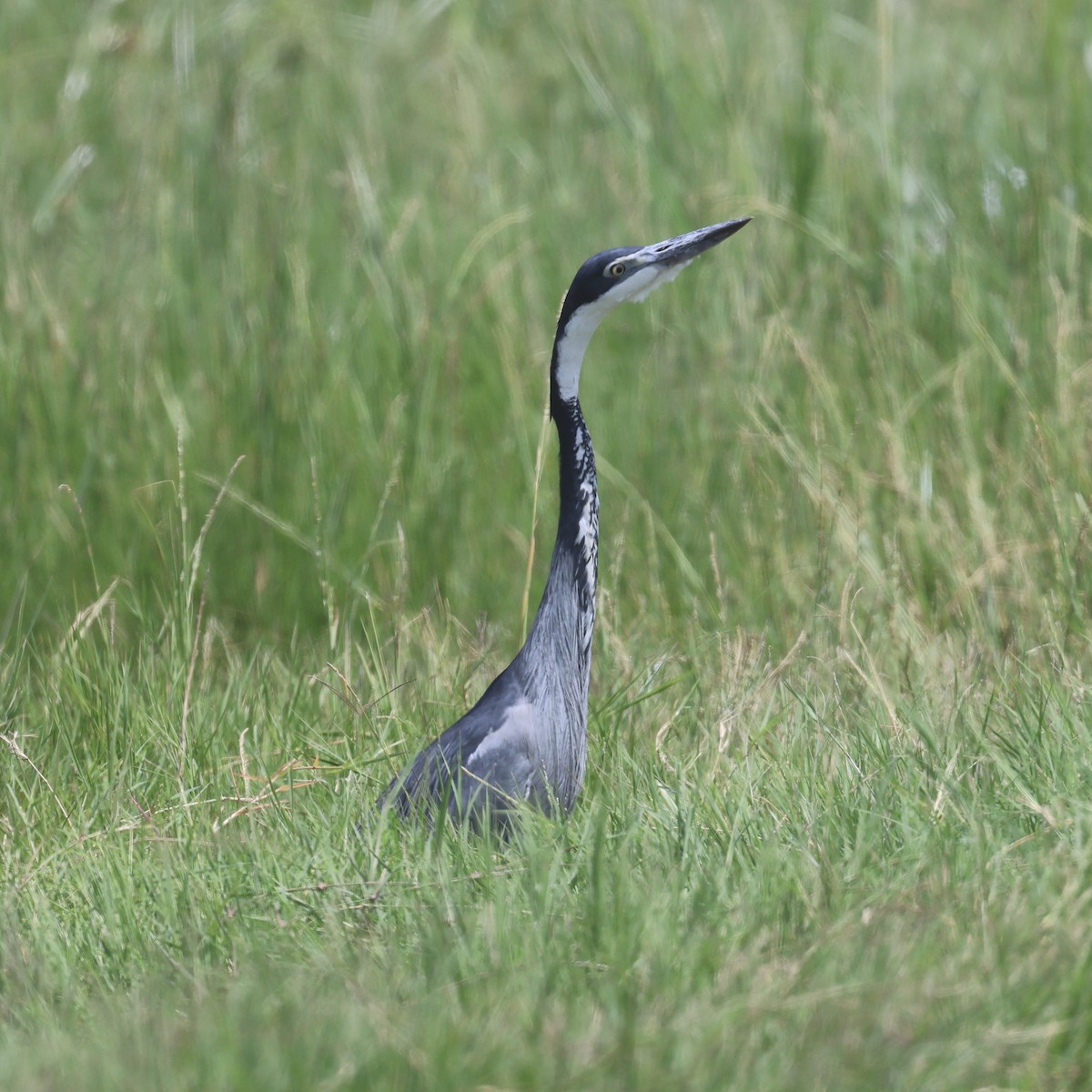 Héron mélanocéphale - ML645399065