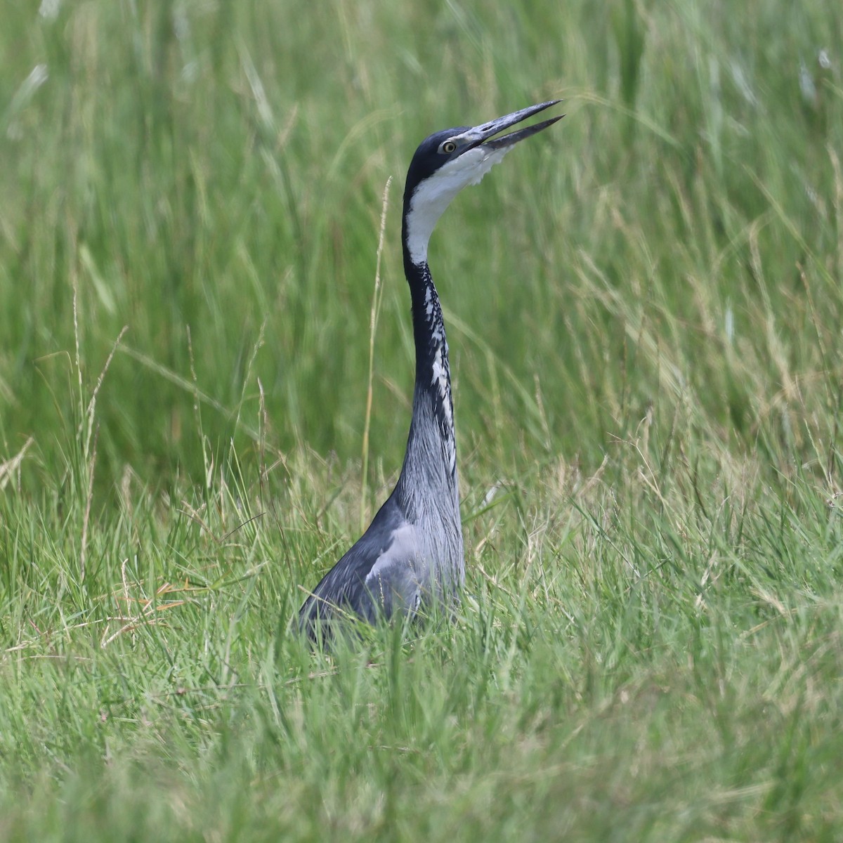 Héron mélanocéphale - ML645399072
