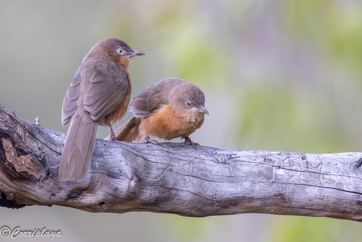 Rufous Chatterer - ML645399073