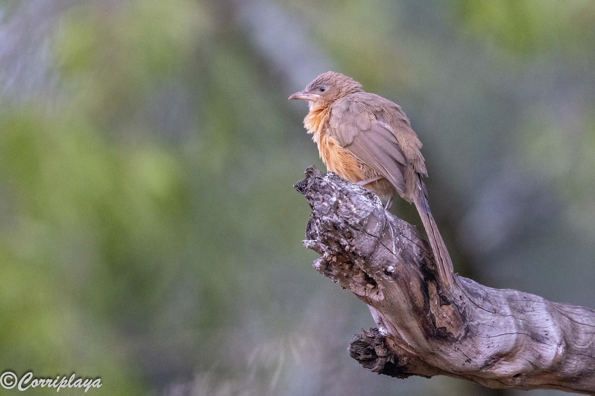 Rufous Chatterer - ML645399074