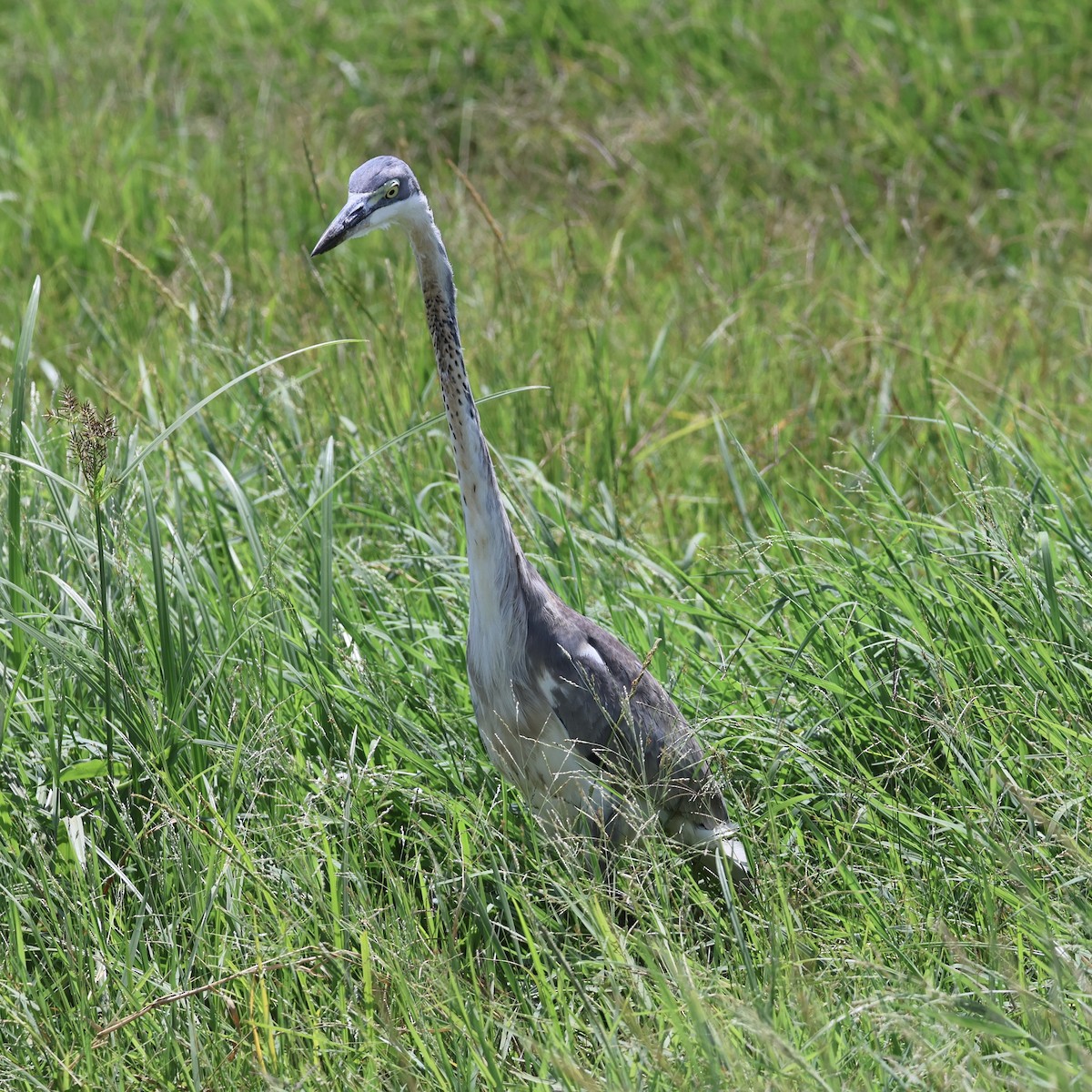 Héron mélanocéphale - ML645399075