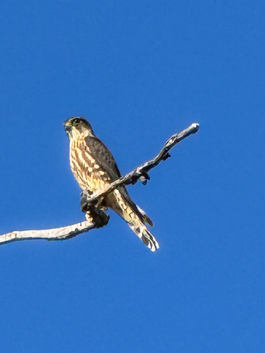 Merlin - ML645399083