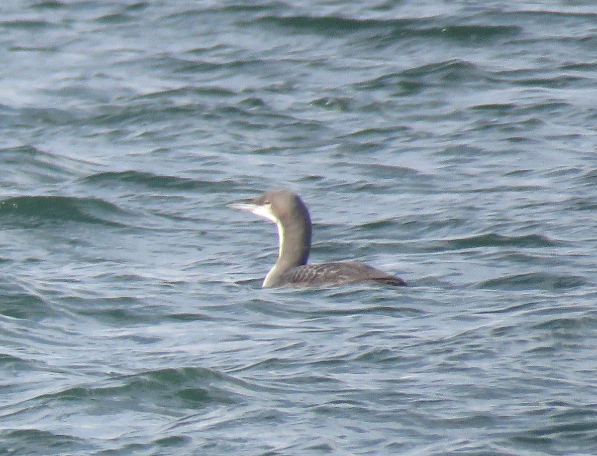 Pacific Loon - ML645399084