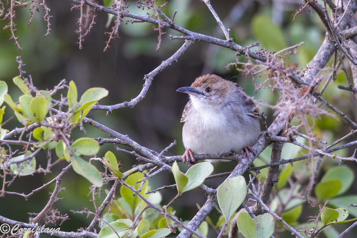 Rattling Cisticola - ML645399086