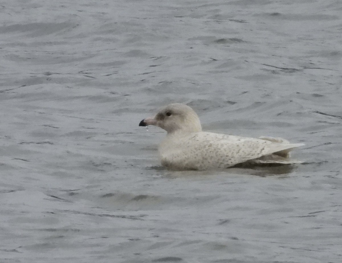 Бургомистр - ML645399089