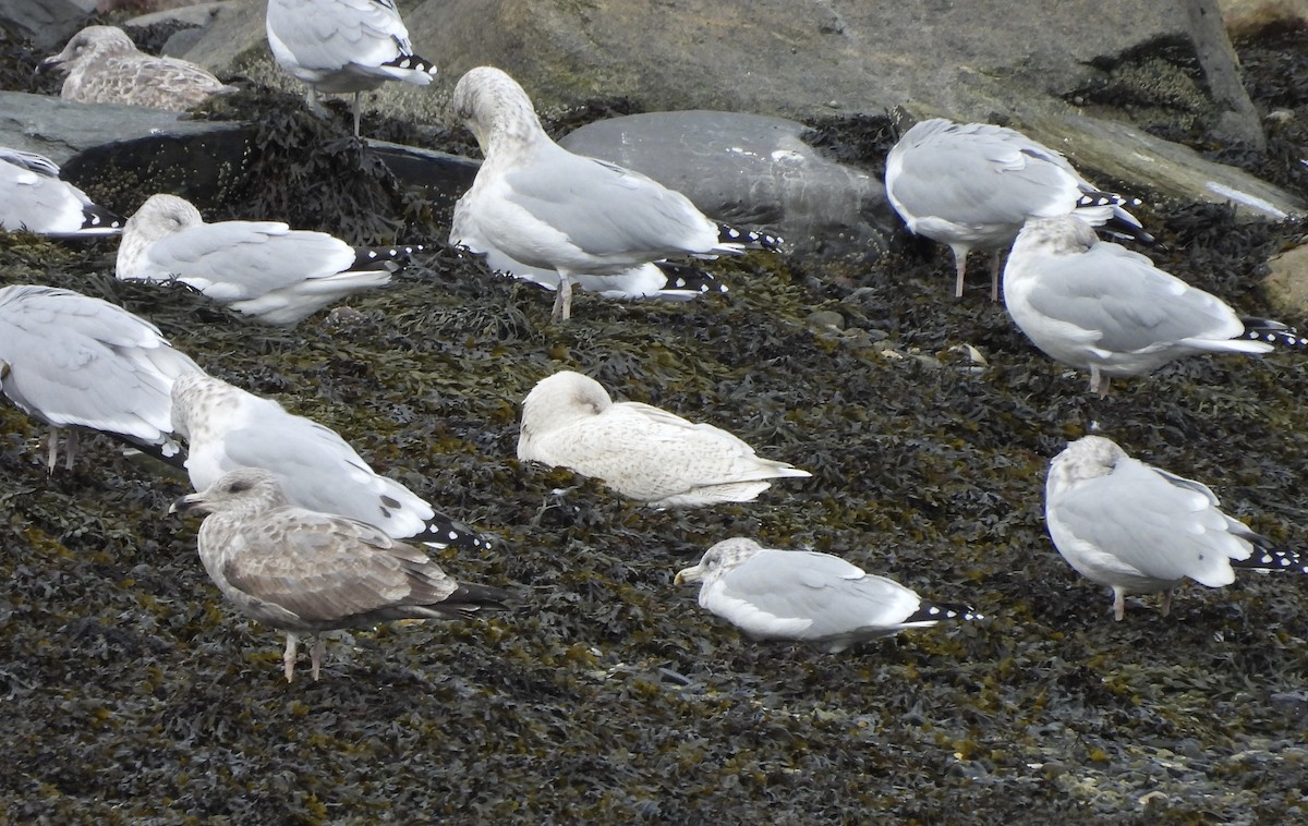 Бургомистр - ML645399090