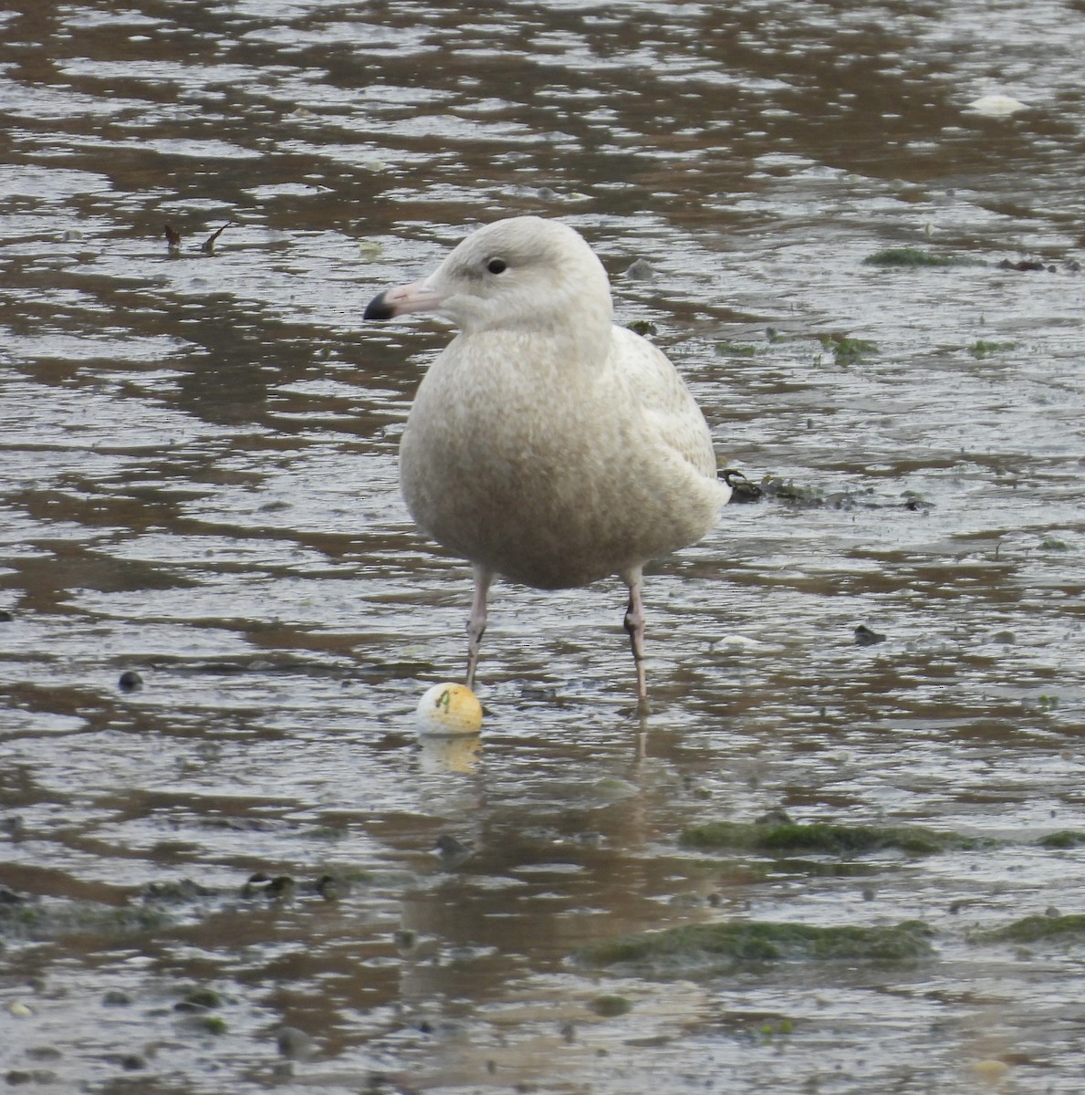 Бургомистр - ML645399091