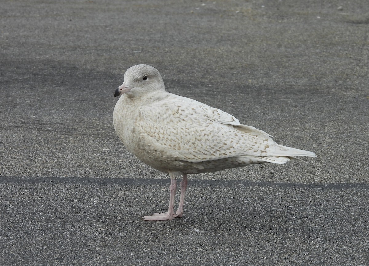 Бургомистр - ML645399092