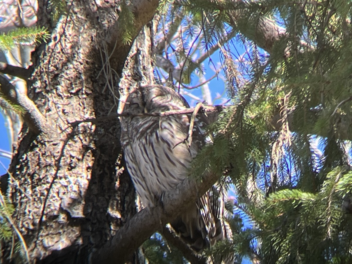 puštík proužkovaný - ML645399095