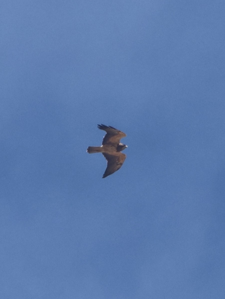 Свенсонов канюк - ML645399096