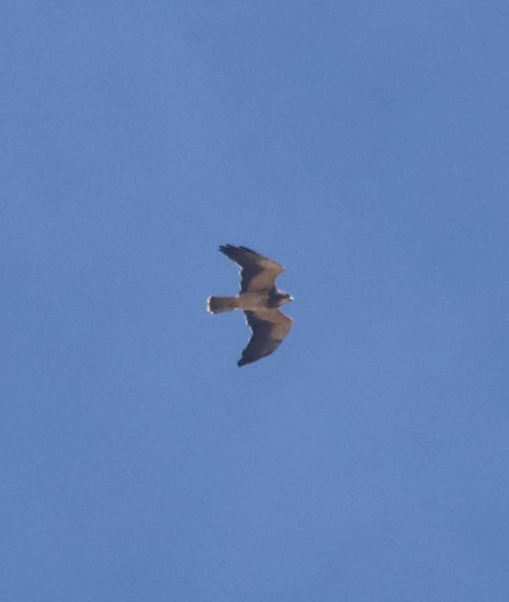 Свенсонов канюк - ML645399097