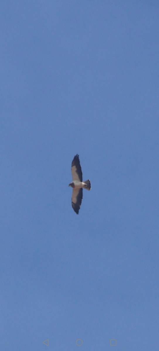 Свенсонов канюк - ML645399098