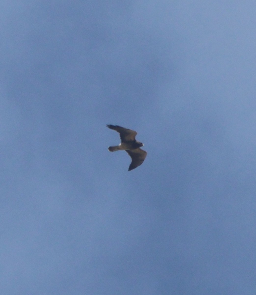 Свенсонов канюк - ML645399099