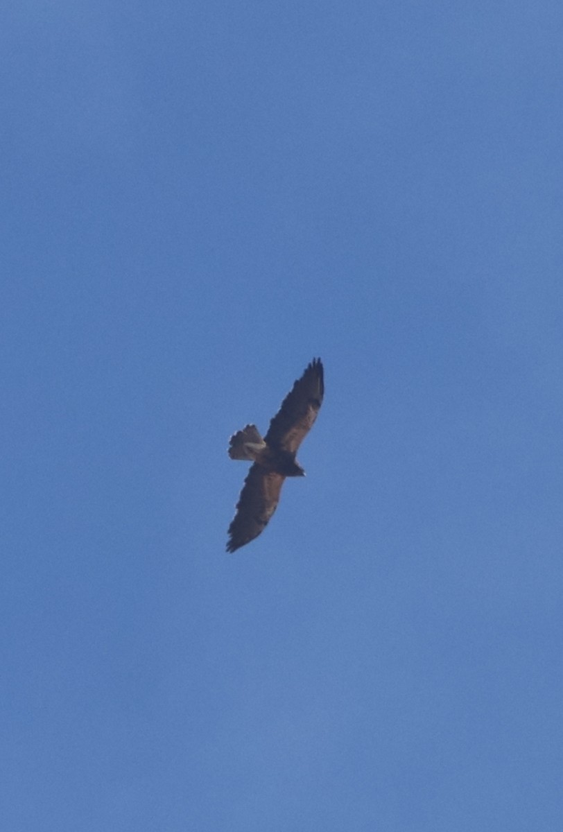 Свенсонов канюк - ML645399100