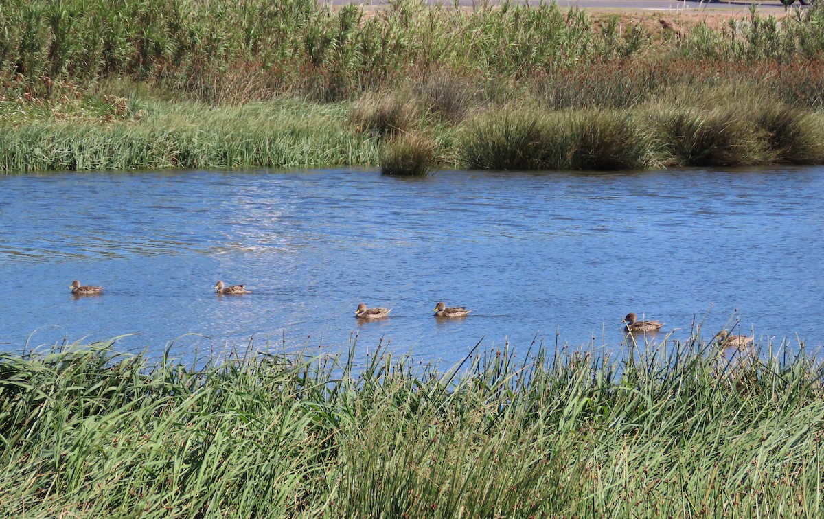 Yellow-billed Pintail - ML645399110
