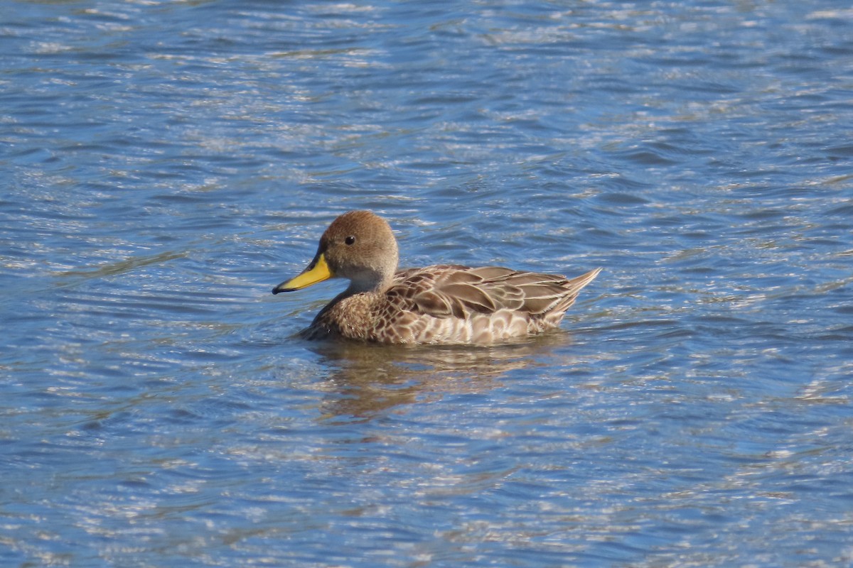 Yellow-billed Pintail - ML645399111