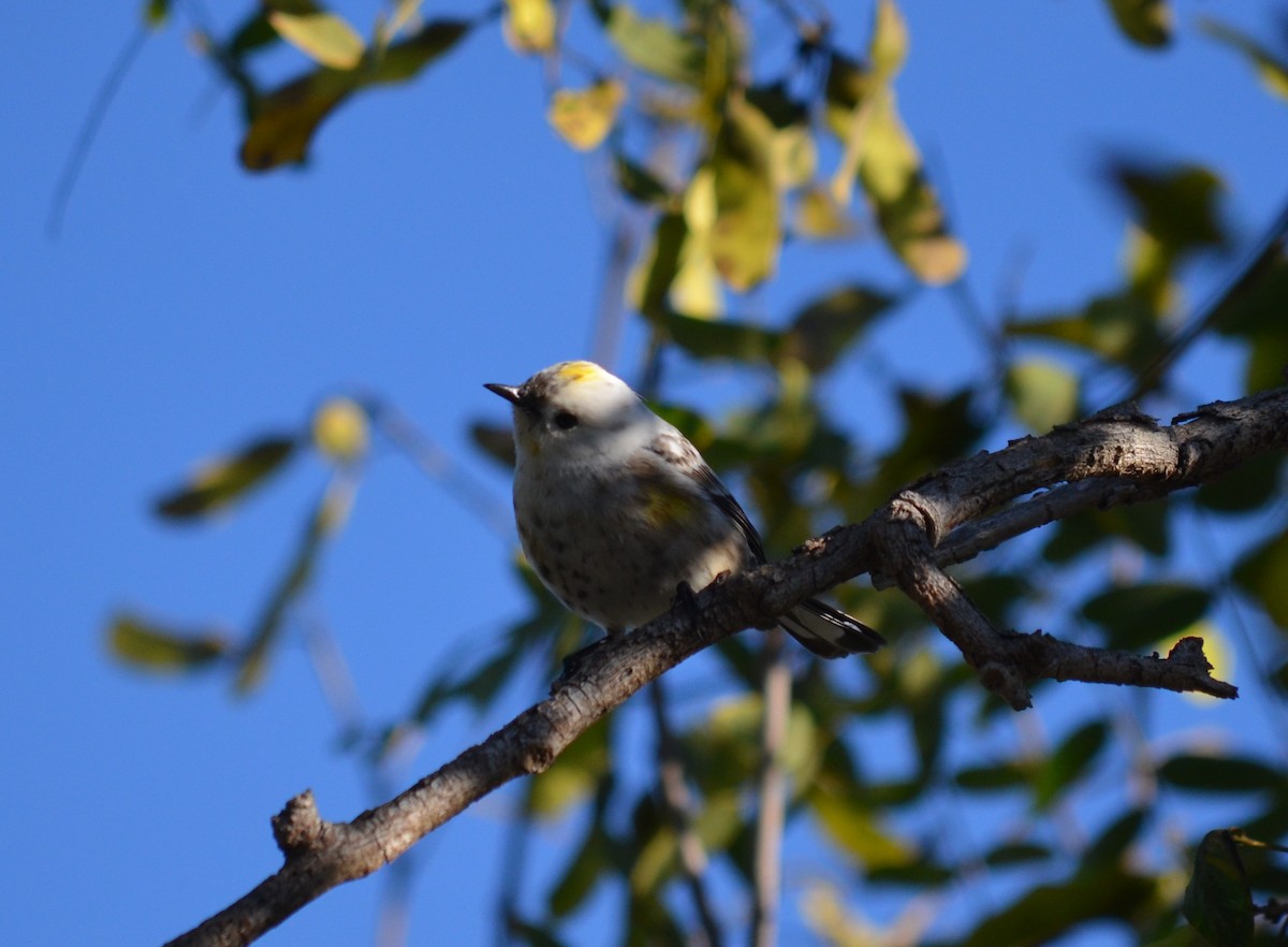 Yellow-rumped Warbler (Audubon's) - ML645399140