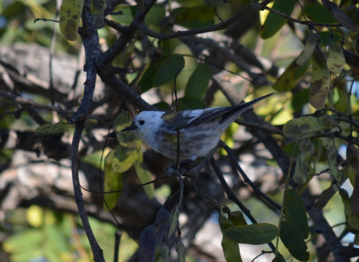 Yellow-rumped Warbler (Audubon's) - ML645399141