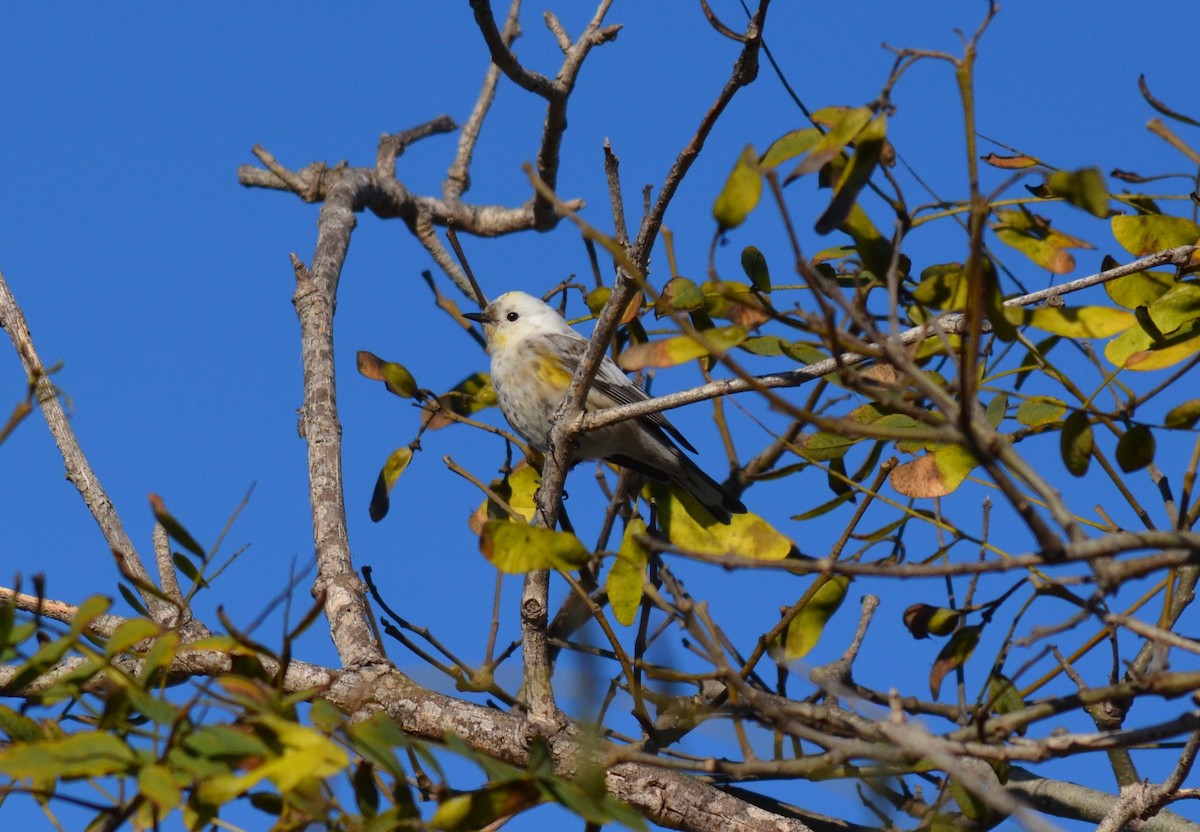 Yellow-rumped Warbler (Audubon's) - ML645399142