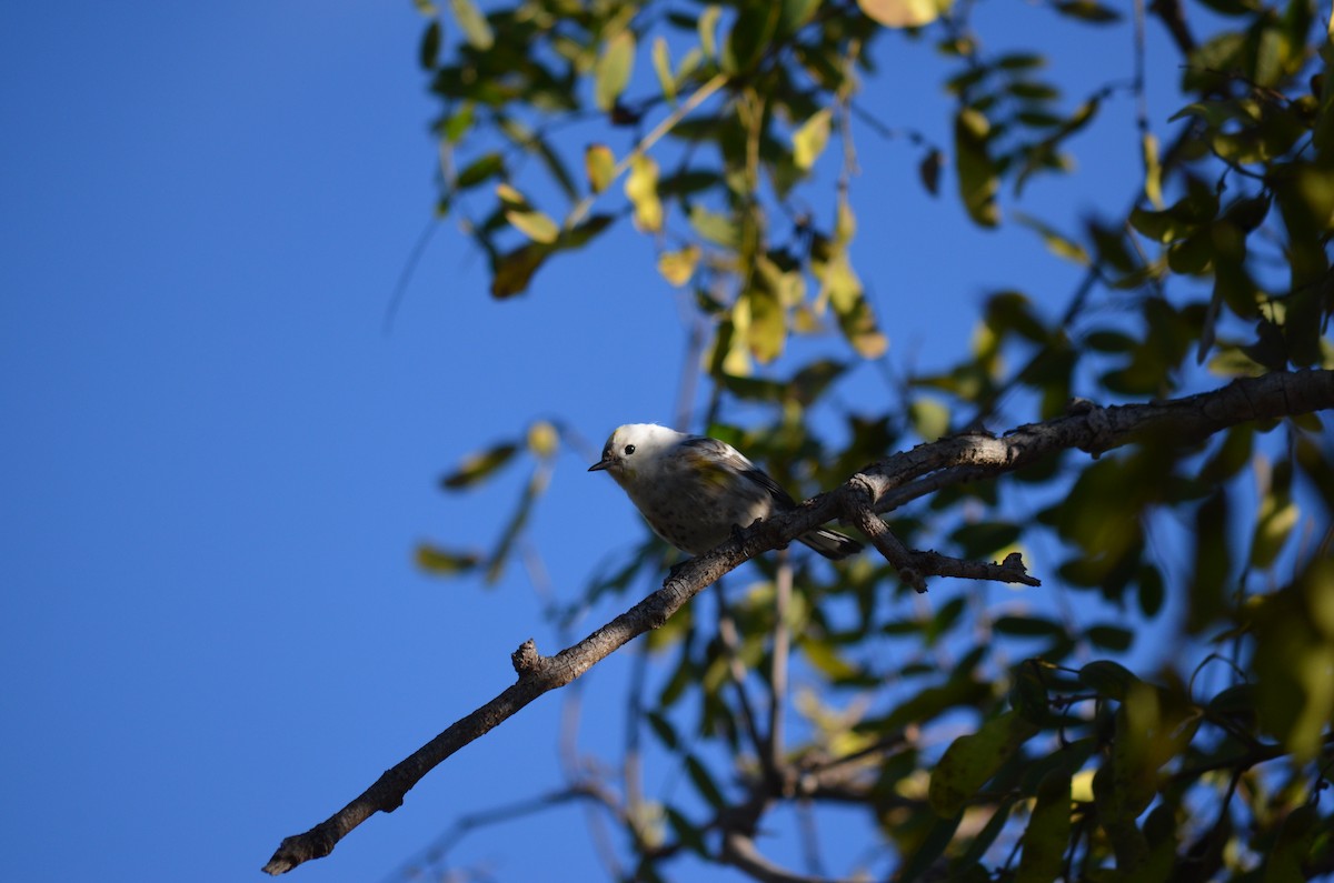 Yellow-rumped Warbler (Audubon's) - ML645399143