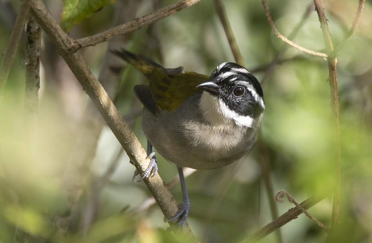 Pectoral Sparrow - ML645399144