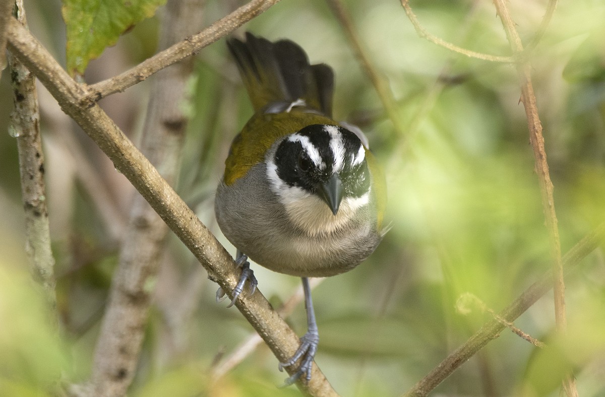 Pectoral Sparrow - ML645399145