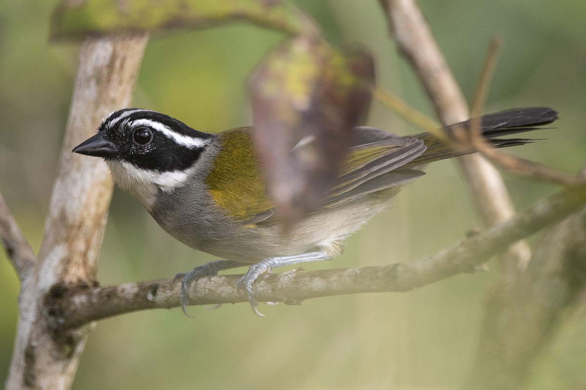 Pectoral Sparrow - ML645399146