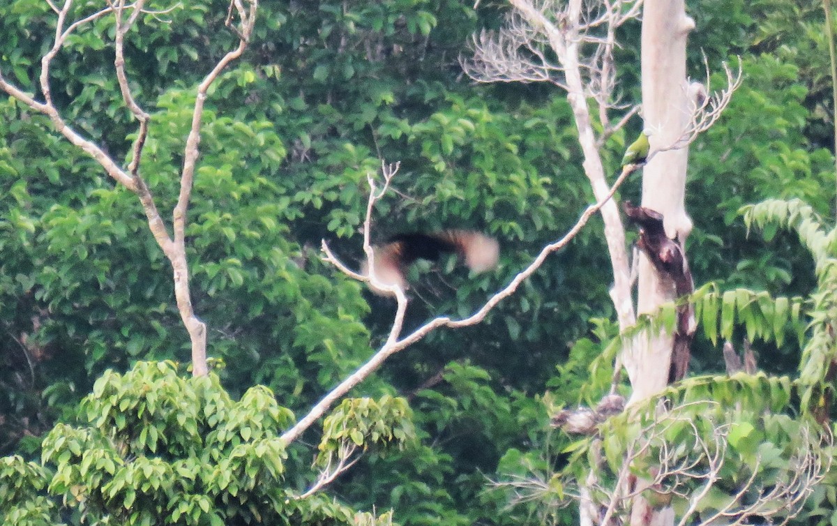 Halmahera Paradise-crow - ML645399154