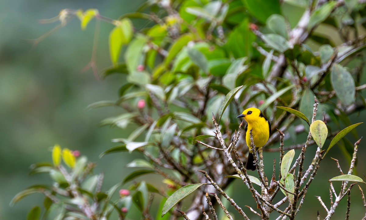 Black-and-yellow Tanager - ML645399168