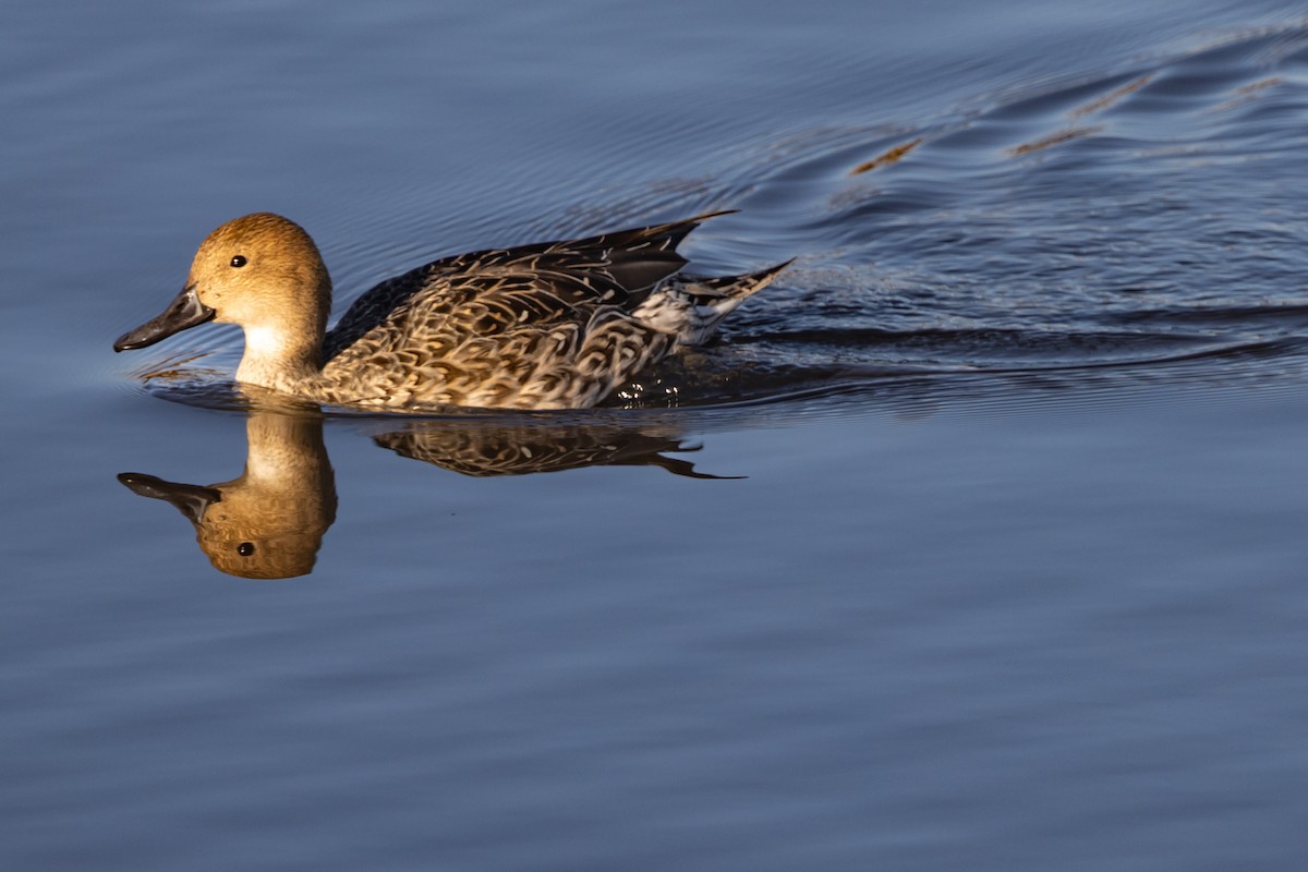 Northern Pintail - ML645399191