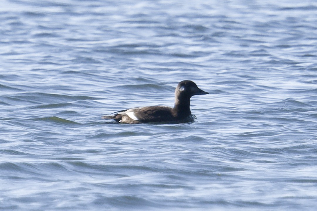 White-winged Scoter - ML645399200