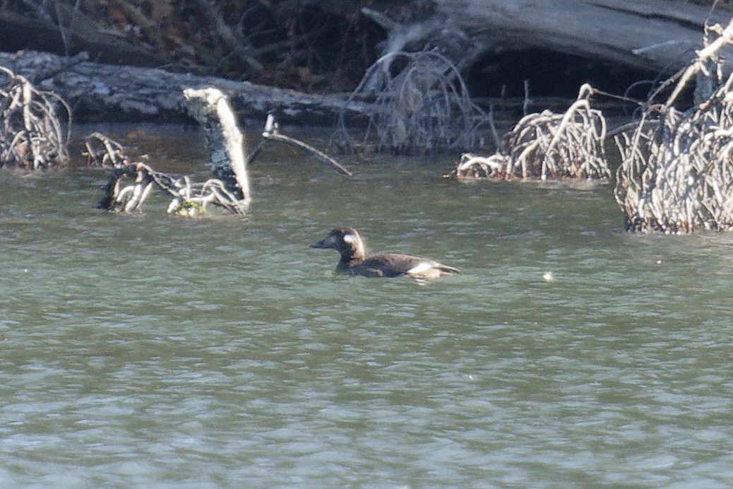 White-winged Scoter - ML645399201